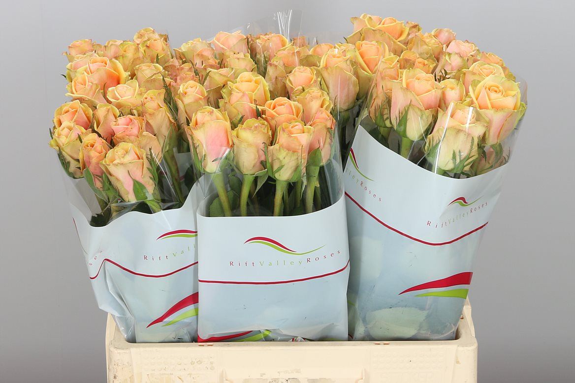 Roses